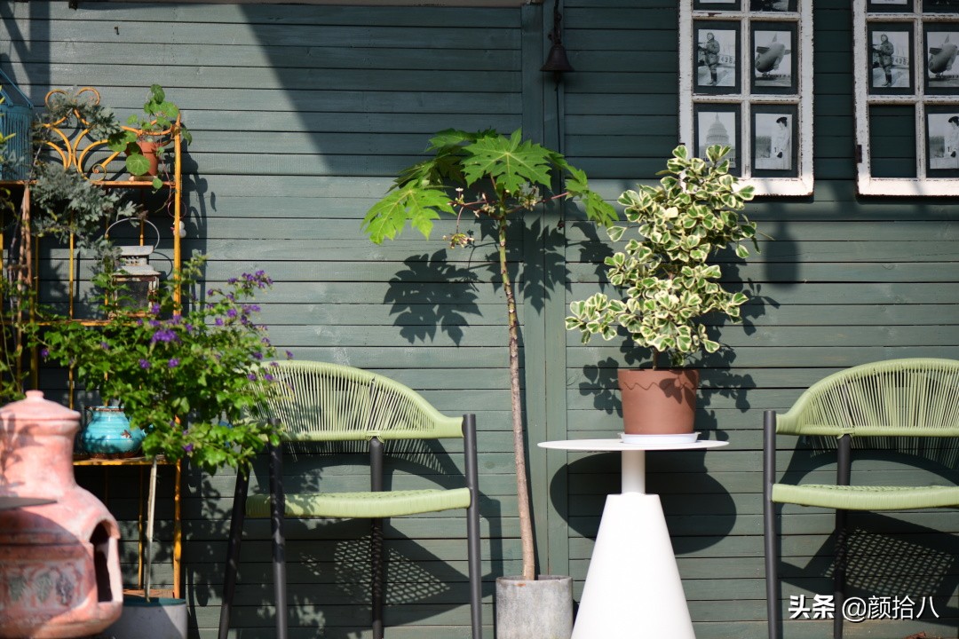 綠色背景牆的角落，聞著番木瓜花的香味賞月啦 | 園丁