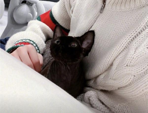 德文捲毛貓：比布偶還像狗的貓，被稱為“捲毛狗”，重點是不掉毛