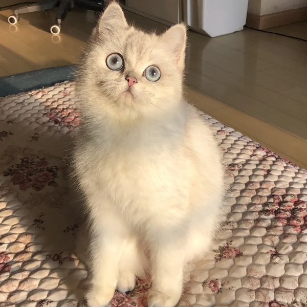 室友的貓它叫充電寶哈哈哈哈哈