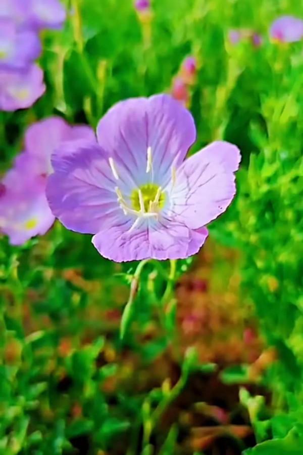 美景：大自然多姿多彩的饋贈