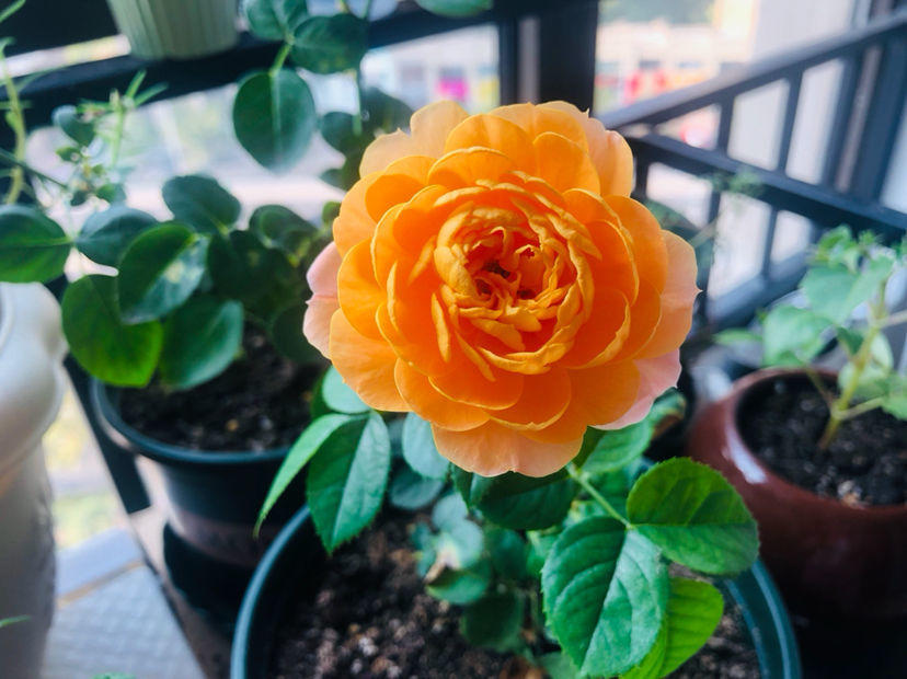 10種常見月季花圖鑑，不要再問別人了，自己收藏慢慢看