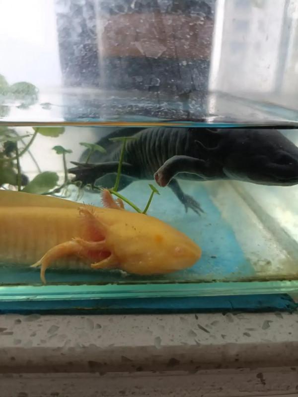 蠑螈的再生能力