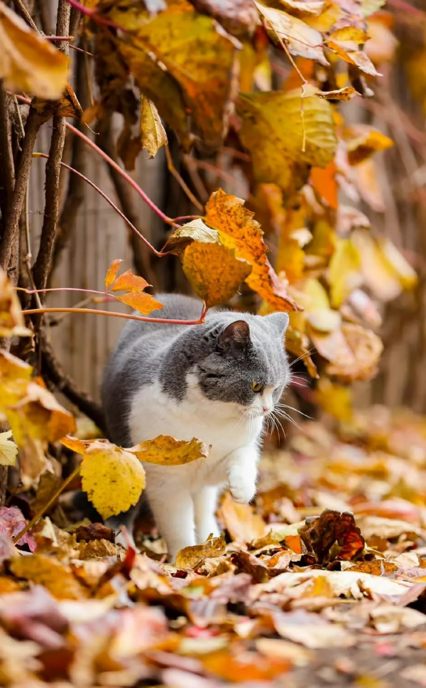 小貓咪會不會怕踩疼了雪呢? 小貓咪會不會怕踩疼了雪呢?