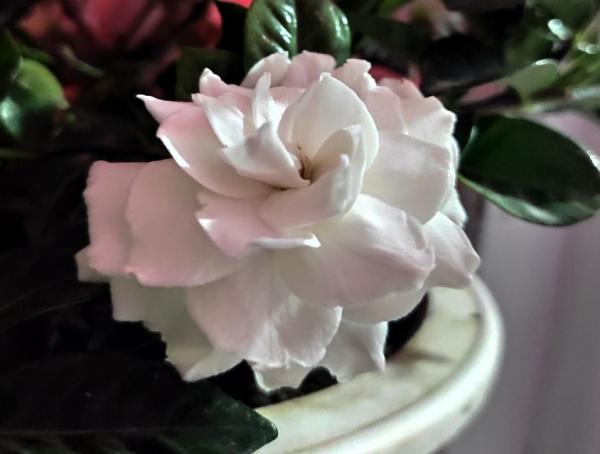 天熱施肥需小心,分清3點再施肥,輕鬆避免肥害損傷 天熱施肥需小心,分清3點再施肥,輕鬆避免肥害損傷