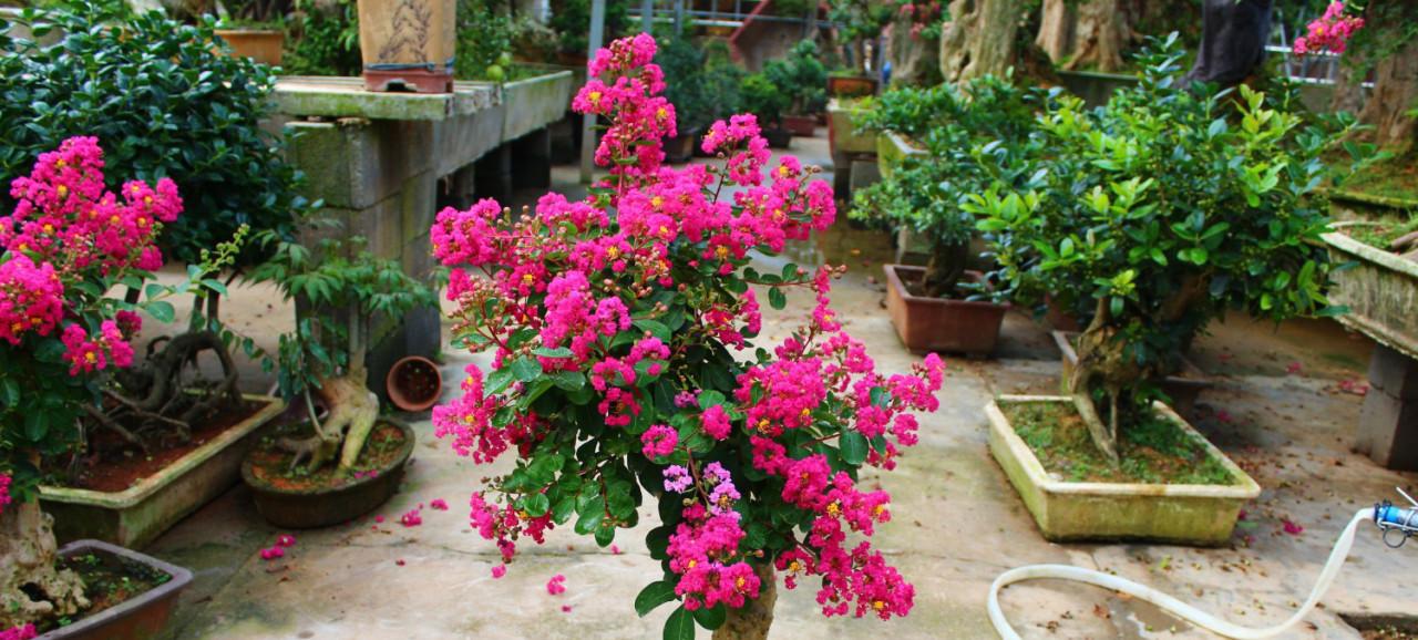 能養成老樁的“7種花”,吉祥大氣“生長年限長”,越養越喜歡 能養成老樁的“7種花”,吉祥大氣“生長年限長”,越養越喜歡