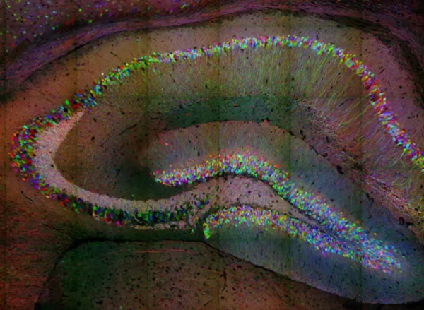 重磅長文｜千禧年諾獎得主Paul Greengard與神經訊號傳遞（三）
