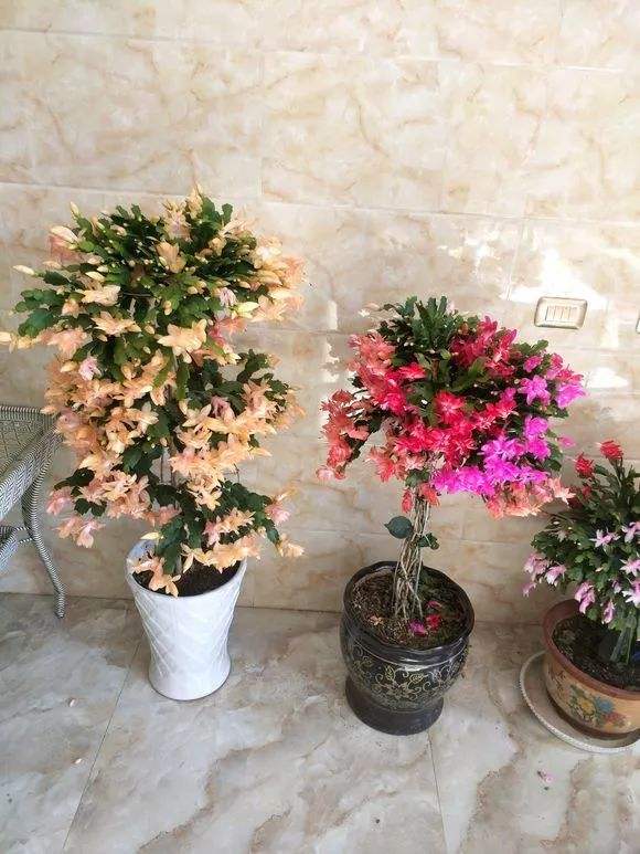 喜歡“小盆”的12種花，幹養多曬，擠著養，枝葉翠綠花大如碗