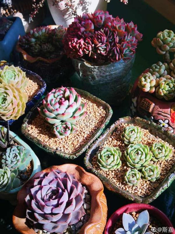 大暑到!多肉植物請注意:做好這5步,才能安全過暑 大暑到!多肉植物請注意:做好這5步,才能安全過暑