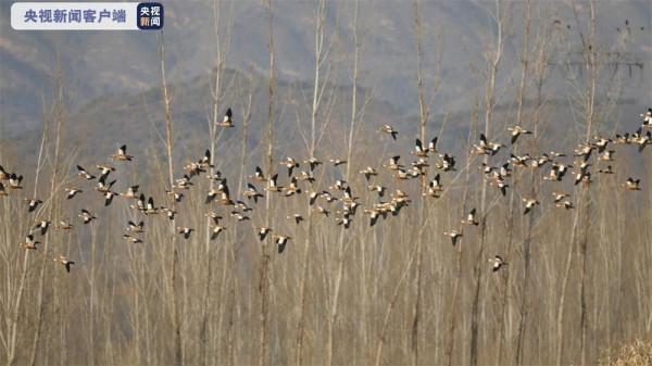 密雲成候鳥天堂 觀賞候鳥正當時 密雲成候鳥天堂 觀賞候鳥正當時