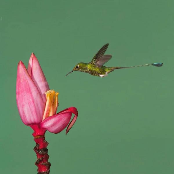 愛紅花•愛甜蜜