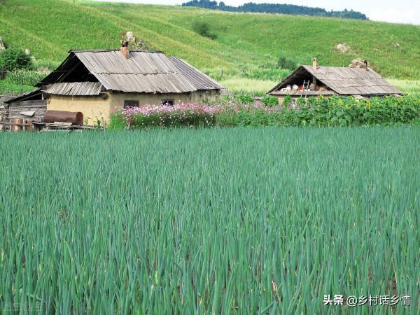 種植大蔥大蒜和韭菜，不用化肥不用藥，一澆一噴環保又高產