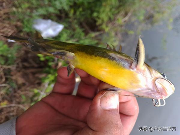 摘鉤時被黃辣丁刺傷，指頭被截險喪命，詳解正確摘魚方法