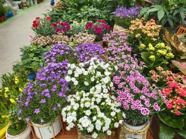 進入花市,不會挑選花卉?新手必備挑選指南,速來檢視 進入花市,不會挑選花卉?新手必備挑選指南,速來檢視