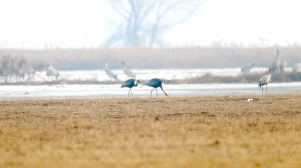 白枕鶴或將在京“過大年”！花一個多月等到伴侶