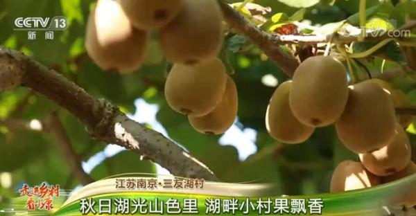 江蘇南京·三友湖村:秋日湖光山色裡 湖畔小村果飄香 江蘇南京·三友湖村:秋日湖光山色裡 湖畔小村果飄香