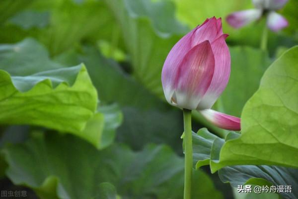 荷花與鳥兒的美麗邂逅