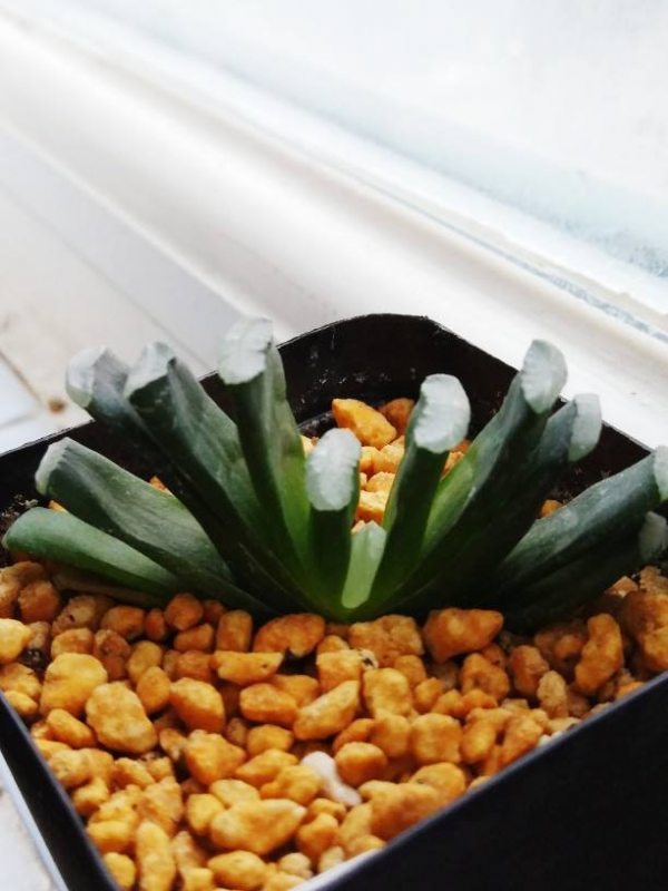 室內“多肉黨”福音,6種多肉特耐陰,沒光也能養爆盆 室內“多肉黨”福音,6種多肉特耐陰,沒光也能養爆盆