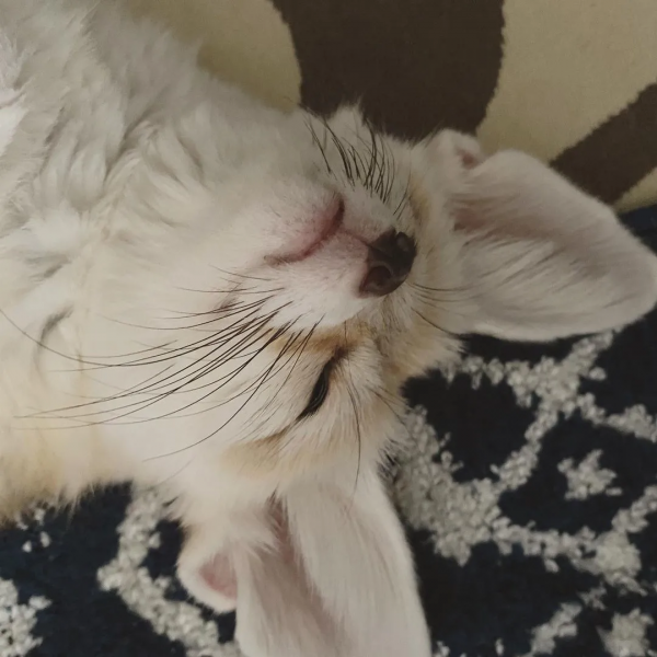 倒黴的考拉的一生:小時候吃屎,長大中毒 倒黴的考拉的一生:小時候吃屎,長大中毒