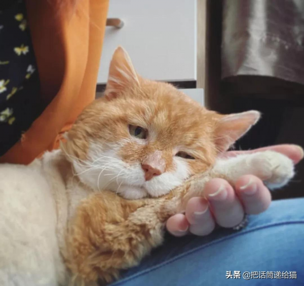 貓咪流浪多年後回家,卻發現想見的人已經離世 貓咪流浪多年後回家,卻發現想見的人已經離世