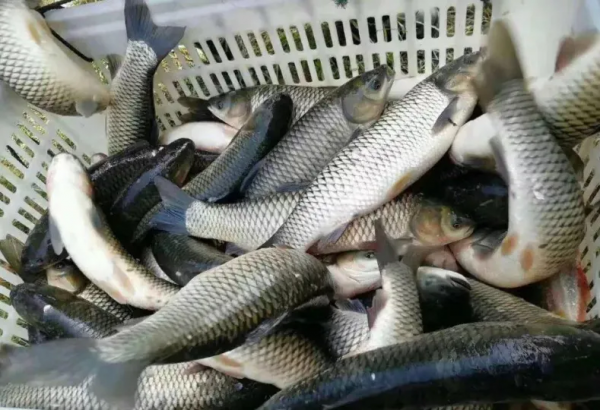 想要養好草魚，這幾點尤為關鍵！乾貨小分享，請查收