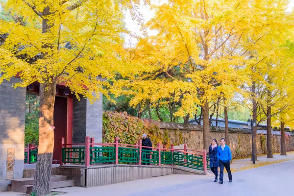 在北京過個秋天，立刻退掉了去騰衝的機票