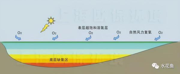 說一說生物的分層現象和水產養殖的分層現象 說一說生物的分層現象和水產養殖的分層現象