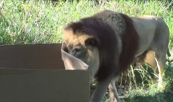 貓咪喜歡紙箱,那大貓呢?8種大型貓科動物實測,結果太可愛 貓咪喜歡紙箱,那大貓呢?8種大型貓科動物實測,結果太可愛