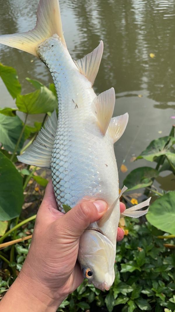 為什麼會釣到了大貨?關鍵是調漂調到位了 為什麼會釣到了大貨?關鍵是調漂調到位了