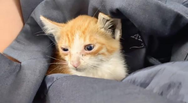 下班路上順手撿了只貓，帶回家以後，原住貓的表情太真實了