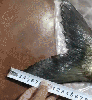 貴州萬峰湖翹嘴“大爆發”,有人3小時釣了十幾條,大的一米多長 貴州萬峰湖翹嘴“大爆發”,有人3小時釣了十幾條,大的一米多長