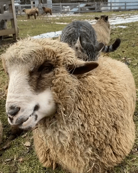 有社交牛逼症的狸花貓，征服了農場所有動物，成為了農場的代言人