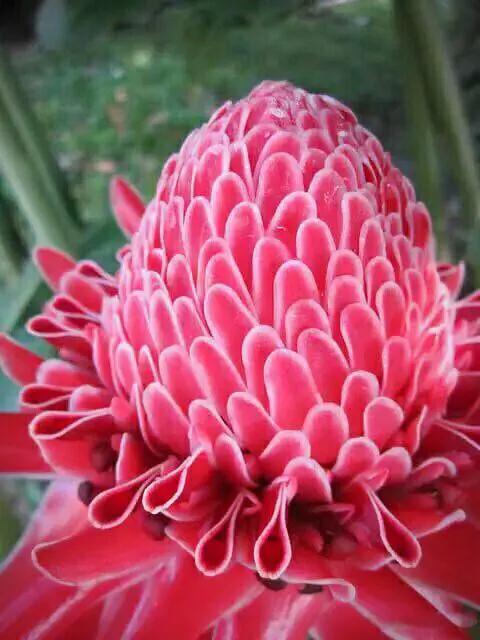 美麗的瓷玫瑰～獻給2022年元旦