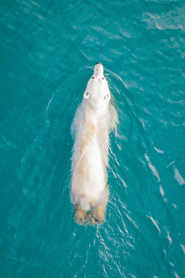 北極熊佔領了廢棄島嶼並搬進了空房子裡