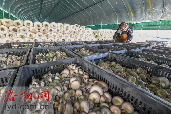 偃師區翟鎮鎮：果蔬大棚喜獲豐收 特色種植助推振興「組圖」