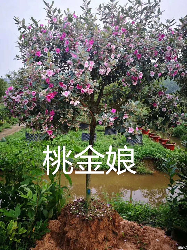 小時候常吃的9種“野果子”，現在還不認識？科普一下，滿是回憶