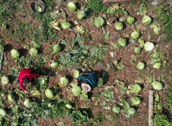 平定酸菜，浸潤在歲月中的風味