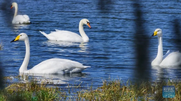 生態美丨天鵝之戀