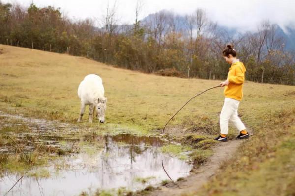 「甘海子」高山牧場,霧凇奇景 「甘海子」高山牧場,霧凇奇景