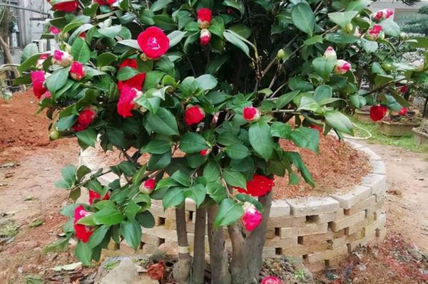 “壽命長”的11種花，好養寓意好，越養越值錢