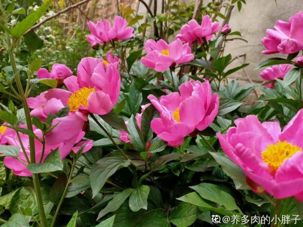 適合秋天養的12種花,耐陰又耐寒,秋冬長得更精神 適合秋天養的12種花,耐陰又耐寒,秋冬長得更精神