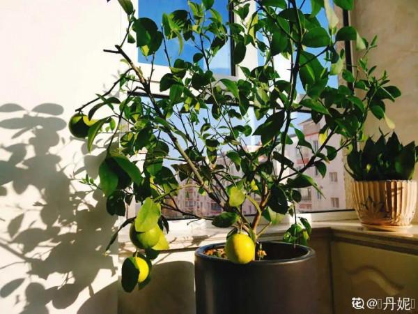 臥室養4種花，一覺睡到天亮，養人養身心