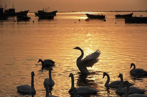 當代散文||心中的白天鵝 當代散文||心中的白天鵝