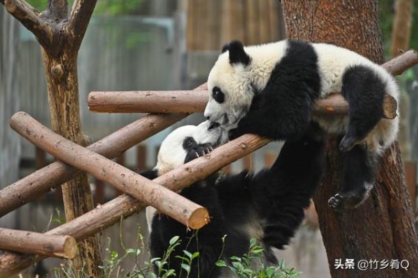 可愛又呆萌的國寶熊貓誰不喜歡