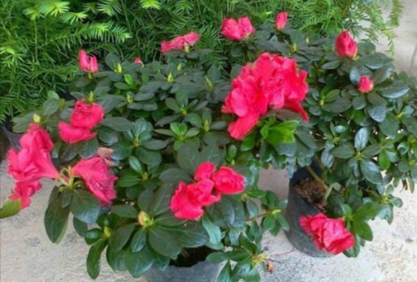 5種花“不好養”，新手建議別嘗試，白花錢養不活