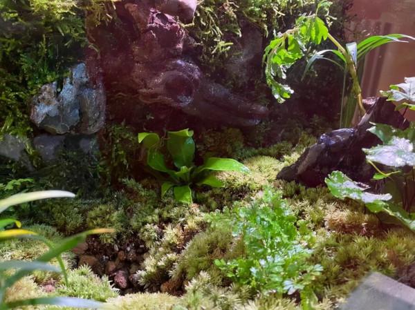 「皮皮太皮」養不好系列:多肉水了,葉片掉了,枝幹枯了,錯哪了 「皮皮太皮」養不好系列:多肉水了,葉片掉了,枝幹枯了,錯哪了