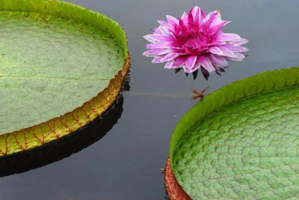 分享圖片，猶如曇花一現的王蓮開花，各種顏色，各種姿態大全