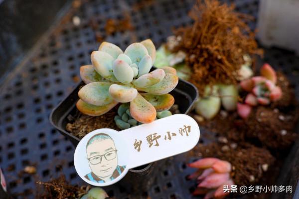 曾經的天價多肉，如今價格不貴，氣質依舊，月影系顏值之最