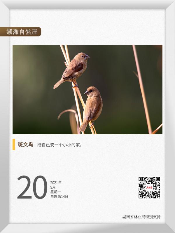 湖湘自然歷丨喜歡築巢的“小可愛”