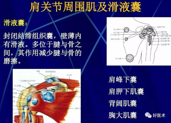 86張全身關節應用解剖精講，這篇文章值得收藏