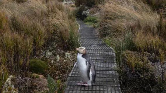 結局是這樣的：我們是如何將獨特的本土企鵝推向滅絕的